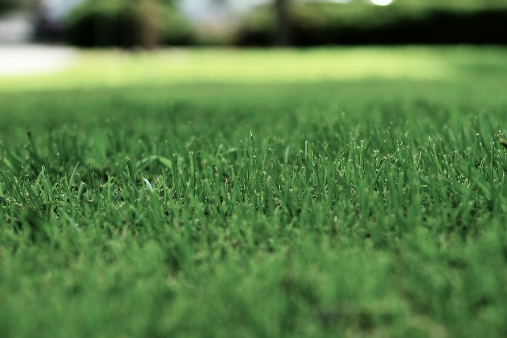 Garden lawn maintenance
